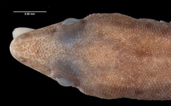 Media type: image;   Herpetology R-119351